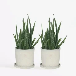 Plant in a Box Aloë vera - Set van 2 - Aloe barbadensis - Hoogte 25-40cm - ⌀10,5cm