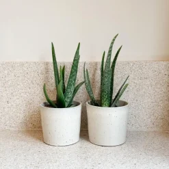 Plant in a Box Aloë vera - Set van 2 - Aloe barbadensis - Hoogte 25-40cm - ⌀10,5cm