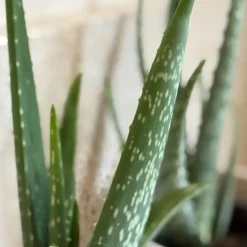 Plant in a Box Aloë vera - Set van 2 - Aloe barbadensis - Hoogte 25-40cm - ⌀10,5cm