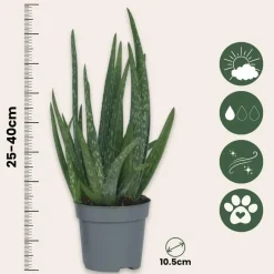 Plant in a Box Aloë vera - Set van 2 - Aloe barbadensis - Hoogte 25-40cm - ⌀10,5cm