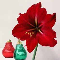 Plant in a Box Amaryllis - Hippeastrum 'Glitter Duo' - Rood en groen Best