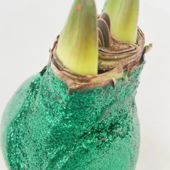 Plant in a Box Amaryllis - Hippeastrum 'Glitter Duo' - Rood en groen Best