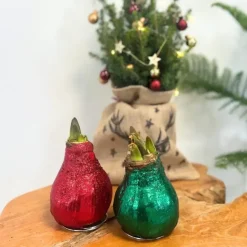 Plant in a Box Amaryllis - Hippeastrum 'Glitter Duo' - Rood en groen Best