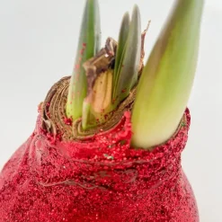 Plant in a Box Amaryllis - Hippeastrum 'Glitter Duo' - Rood en groen Best