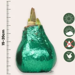 Plant in a Box Amaryllis - Hippeastrum 'Glitter Duo' - Rood en groen Best