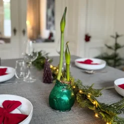 Plant in a Box Amaryllis - Hippeastrum 'Glitter Duo' - Rood en groen Best