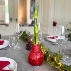 Plant in a Box Amaryllis - Hippeastrum 'Glitter Duo' - Rood en groen Best