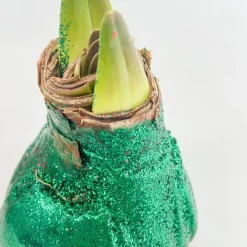 Plant in a Box Amaryllis - Hippeastrum 'Glitter Duo' - Rood en groen Best