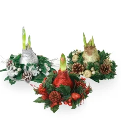 Plant in a Box Amaryllis - Hippeastrum 'Kerstkransmix'