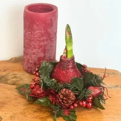 Plant in a Box Amaryllis - Hippeastrum 'Kerstkransmix'