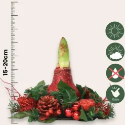 Plant in a Box Amaryllis - Hippeastrum 'Kerstkransmix'