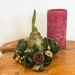 Plant in a Box Amaryllis - Hippeastrum 'Kerstkransmix'