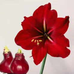 Plant in a Box Amaryllis - Hippeastrum 'Wax Bordeaux' - Bloembol - Rood Best