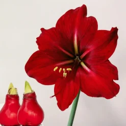 Plant in a Box Amaryllis - Hippeastrum 'Wax Red' - Bloembol - Rood Sale
