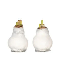 Plant in a Box Amaryllis - Hippeastrum 'Wax White' - Bloembol - Rood New