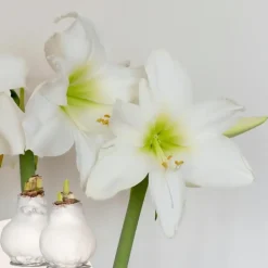 Plant in a Box Amaryllis - Hippeastrum 'Wax White' - Bloembol - Rood New