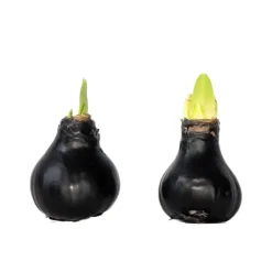 Plant in a Box Amaryllis - hippeastrum 'Wax Black' - Bloembol - Rood Online