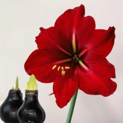 Plant in a Box Amaryllis - hippeastrum 'Wax Black' - Bloembol - Rood Online