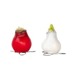 Plant in a Box Amaryllis - Hippeastrum 'Wax Mix Red White' - Bloembol - Rood Sale