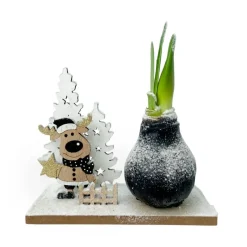 Plant in a Box Amaryllis - Hippeastrum 'Winter Wonderland Reindeer'