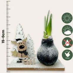 Plant in a Box Amaryllis - Hippeastrum 'Winter Wonderland Reindeer'