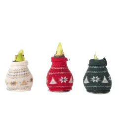 Plant in a Box Amaryllis - Set van 3 - Hippeastrum 'Christmas Sweater' - Bloembol - Rood Sale