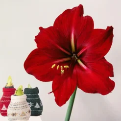 Plant in a Box Amaryllis - Set van 3 - Hippeastrum 'Christmas Sweater' - Bloembol - Rood Sale
