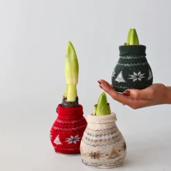 Plant in a Box Amaryllis - Set van 3 - Hippeastrum 'Christmas Sweater' - Bloembol - Rood Sale