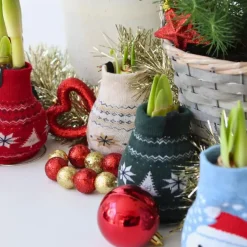 Plant in a Box Amaryllis - Set van 3 - Hippeastrum 'Christmas Sweater' - Bloembol - Rood Sale