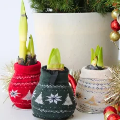 Plant in a Box Amaryllis - Set van 3 - Hippeastrum 'Christmas Sweater' - Bloembol - Rood Sale