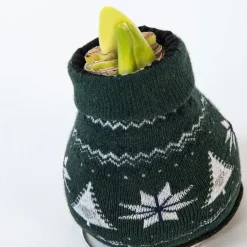 Plant in a Box Amaryllis - Set van 3 - Hippeastrum 'Christmas Sweater' - Bloembol - Rood Sale