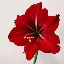 Plant in a Box Amaryllis - Set van 3 - Hippeastrum 'Christmas Sweater' - Bloembol - Rood Sale