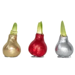 Plant in a Box Amaryllis - Set van 3 - Hippeastrum 'Glitter Mix' - Bloembol - Rood Discount