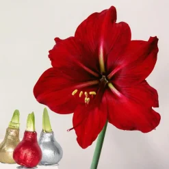 Plant in a Box Amaryllis - Set van 3 - Hippeastrum 'Glitter Mix' - Bloembol - Rood Discount