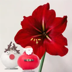 Plant in a Box Amaryllis - Set van 2 - Hippeastrum 'Wax special Santa Mix' Discount