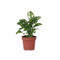 Plant in a Box Apenmasker - Monstera adansonii 'Monkey Mask' - Hoogte 25-30cm - ⌀12cm Hot