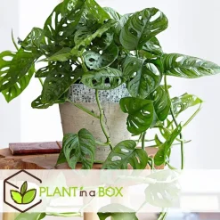 Plant in a Box Apenmasker - Monstera adansonii 'Monkey Mask' - Hoogte 25-30cm - ⌀12cm Hot