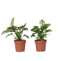 Plant in a Box Apenmasker - Set van 2 - Monstera 'Monkey Mask' - Hoogte 25-30cm - ⌀12cm Online
