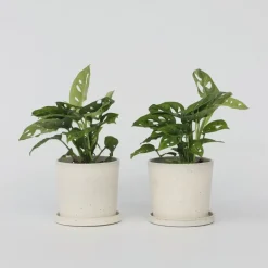 Plant in a Box Apenmasker - Set van 2 - Monstera 'Monkey Mask' - Hoogte 25-30cm - ⌀12cm Online