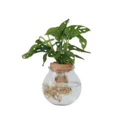 Plant in a Box Apenmasker in glas - Monstera adansonii 'Monkey Mask' - Hoogte 25-35cm - ⌀20cm Sale