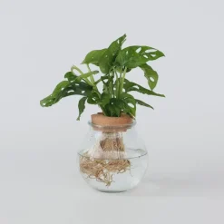 Plant in a Box Apenmasker in glas - Monstera adansonii 'Monkey Mask' - Hoogte 25-35cm - ⌀20cm Sale