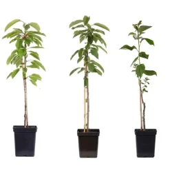 Plant in a Box Appelboom-mix - Set van 3 - Malus - Hoogte 60-70cm - ⌀9cm Online