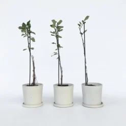 Plant in a Box Appelboom-mix - Set van 3 - Malus - Hoogte 60-70cm - ⌀9cm Online