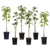Plant in a Box Appelboom-mix - Set van 6 - Malus - Hoogte 60-70cm - ⌀9cm Outlet