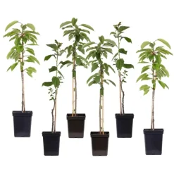 Plant in a Box Appelboom-mix - Set van 6 - Malus - Hoogte 60-70cm - ⌀9cm Outlet