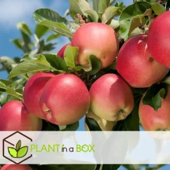Plant in a Box Appelboom-mix - Set van 6 - Malus - Hoogte 60-70cm - ⌀9cm Outlet