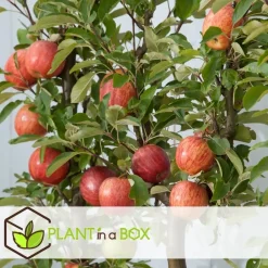 Plant in a Box Appelboom-mix - Set van 6 - Malus - Hoogte 60-70cm - ⌀9cm Outlet
