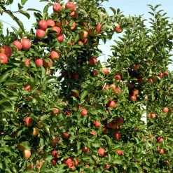 Plant in a Box Appelboom-mix - Set van 6 - Malus - Hoogte 60-70cm - ⌀9cm Outlet