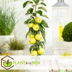 Plant in a Box Appelboom-mix - Set van 6 - Malus - Hoogte 60-70cm - ⌀9cm Outlet