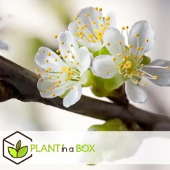 Plant in a Box Appelboom-mix - Set van 6 - Malus - Hoogte 60-70cm - ⌀9cm Outlet